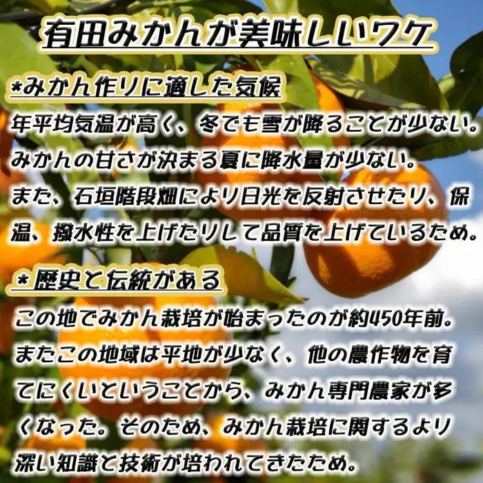 有田みかん［特秀品M~L、高糖度］約10kg!［2026年10月から12月下旬頃順次発送］
