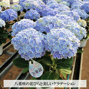 【2026年5月発送】島根県オリジナルアジサイ　万華鏡