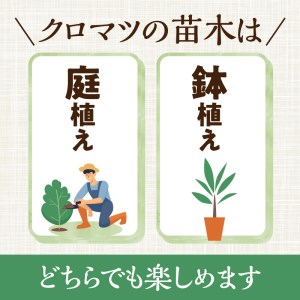 チーム田主丸『クロマツの苗木』_苗木 8号鉢 チーム田主丸 クロマツの苗木 1鉢 クロマツ 松の葉 長寿の源 健康管理に役立てる 健康樹 樹木 観賞用 飲食用 福岡県 久留米市 お取り寄せ インテリア 植物 ガーデニング 家庭栽培 庭植え 鉢植え 庭木 植木 送料無料 〔Hf032〕
