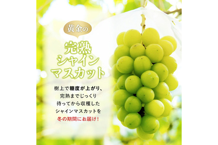 【期間限定発送】 シャインマスカット Aランク 1房 700g [田制農園 山形県 高畠町 tk06ayt230001]