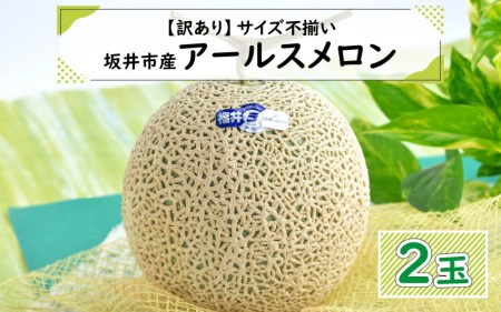 【先行予約】【訳あり】坂井市産 アールスメロン 2玉 【2026年9月上旬以降順次発送予定】[A-3232]