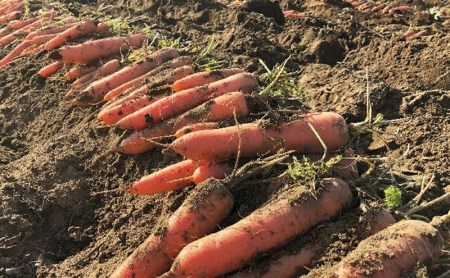 【12ヶ月連続定期便】長野県産にんじんジュース （1000ml×6本入り）| にんじん 信州 佐久市