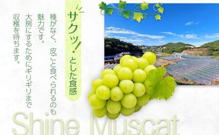 シャインマスカット 600g ぶどう 朝採り 厳選 旬 フルーツ 果物 香川県 さぬき市 | シャインマスカット
