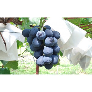 ぶどう  訳あり 長野市松代産 ナガノパープル 約1kg バラ房 果物 ブドウ 葡萄 フルーツ デザート おやつ 種なし TAKANO農園 信州