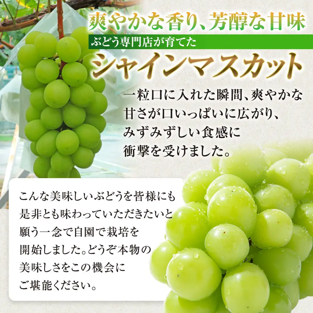 長野市産シャインマスカット【特秀】2房【2026年9月中旬以降出荷分】（タマファーム） | シャインマスカット ぶどう 葡萄 フルーツ