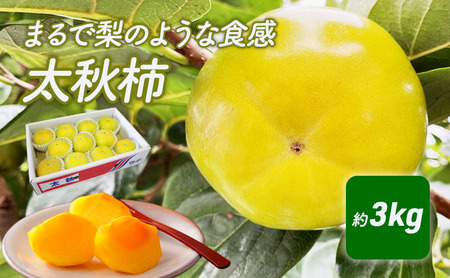 まるで梨のような食感　太秋柿（たいしゅうがき） 果物類 先行予約 