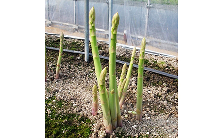 香川県オリジナルアスパラガス「さぬきのめざめ」夏芽　約700g 野菜 
