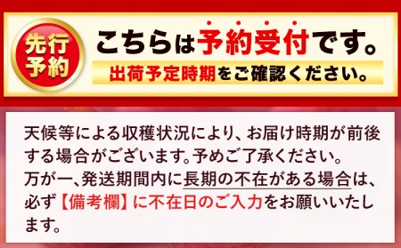【☆2026年出荷☆】いちじく 福岡県産 ブランド いちじく とよみつひめ 約1.2kg (約300g×4パック) 【配送不可地域あり】【日付指定不可】 《8月中旬-9月末頃出荷(土日祝除く)》 福岡県 鞍手郡 鞍手町 いちじく イチジク 果物 フルーツ 送料無料