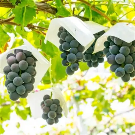 2026年発送 銀河農園まきおかの甘くてジューシーな巨峰(種なし)約2kg(4～5房)【配送不可地域：離島】【1111661】