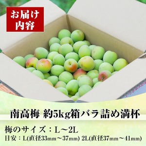 先行予約＜数量・期間限定＞朝日梅園の南高梅（生梅）5kg 箱 バラ詰め 満杯 梅干し 梅酒 はちみつ梅 カリカリ梅 にもオススメ！【00-088-02】