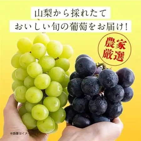 2026年発送 旬の葡萄セット2kg (シャインマスカット 巨峰 各2房 種なし)【配送不可地域：離島】【1308168】