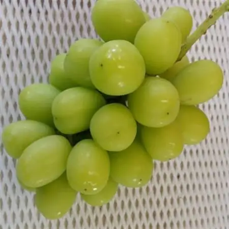 【2026年発送】巨峰の丘　ぶどうの専門家がお届けするシャインマスカット1房(700～800g)【配送不可地域：離島】【1324203】
