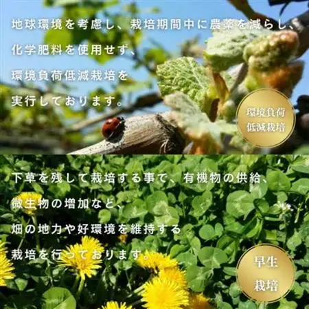 【2026年発送】シャインマスカット約2kg 山梨県産 自社農園直送!完熟収穫! 【数量限定】【配送不可地域：離島】【1327875】
