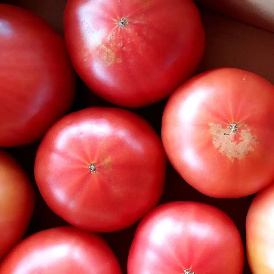 訳あり 高糖度 ももたろうトマト 3.5kg以上 春夏発送【トマト】