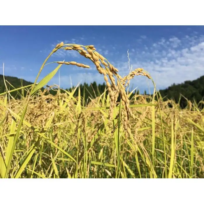 令和7年産　新米　特別栽培米 神戸のまごころ コシヒカリ 玄米　5kg