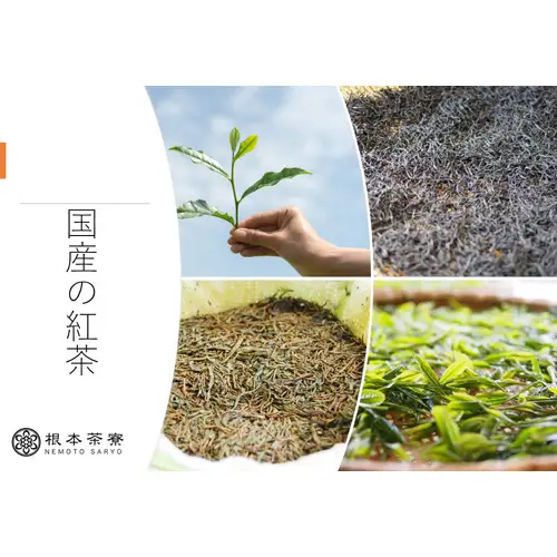 さしま和紅茶ティーバック 100個 No.173
