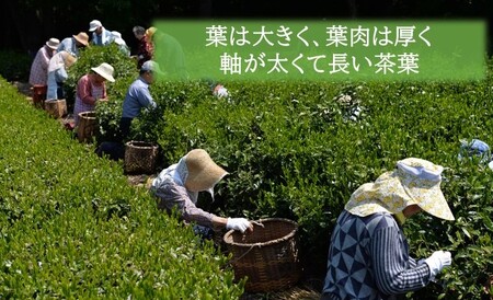 JAPANESE TEA SELECTION銅賞 備前屋 狭山茶 紫にほふ 蒸し製法 ゆめわかば 3パックセット お茶 緑茶 日本茶 茶葉 渋みのない グリーンティー フルーティーな香り 濃厚な味 煎茶 