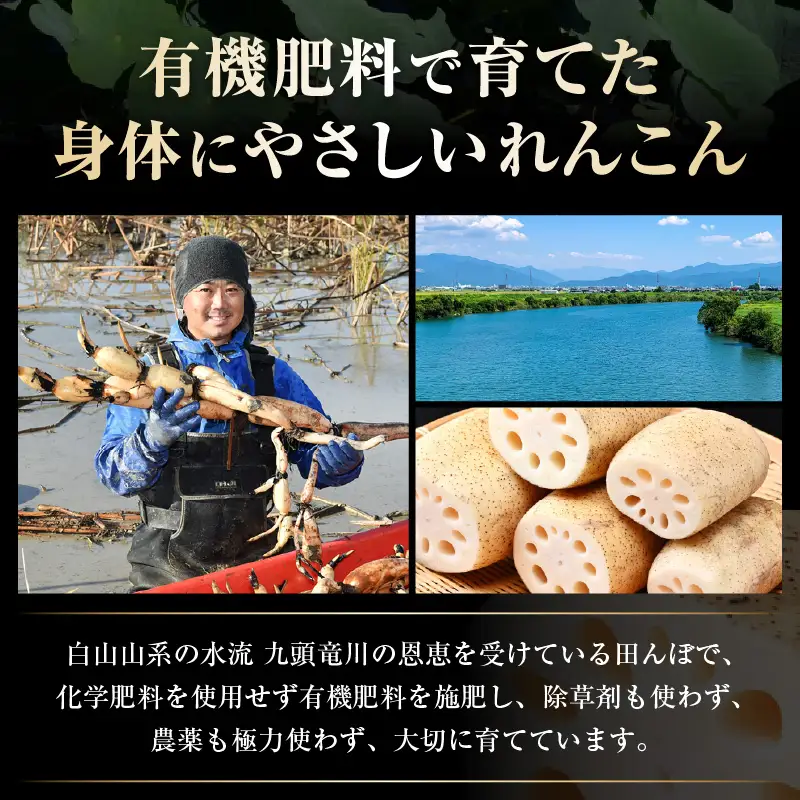 【先行予約】洗いれんこん2kg《発送直前に収穫してお届け！》 シャキっとした歯触り！ ／ 有機肥料 低農薬 蓮根 レンコン 野菜 根菜 正月【2026年11月中旬以降順次発送予定】 [aw056-a012]