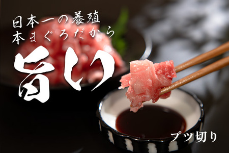 マグロ まぐろ 本マグロ 刺身 ぶつ切り 900g 養殖 本まぐろ さしみ 刺し身 ネギトロ ねぎとろ 漬け丼 海鮮丼 まぐろたたき 海鮮セット 柵 年末 年始 正月 高知県 大月町