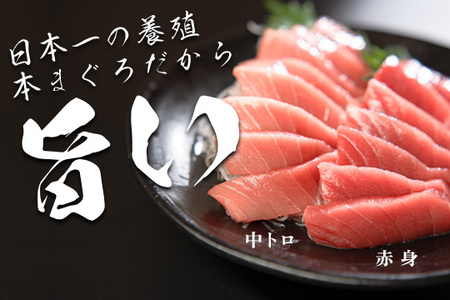 マグロ まぐろ 本マグロ 刺身 赤身 中トロ 2種 450g 養殖 本まぐろ
