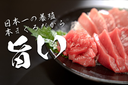 マグロ まぐろ 本マグロ 刺身 赤身 中トロ ぶつ切り 3種 1kg 養殖 本まぐろ さしみ 刺し身 ネギトロ ねぎとろ 漬け丼 海鮮丼 まぐろたたき 海鮮セット 柵 年末 年始 正月 高知県 大月町