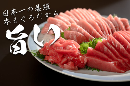 マグロ まぐろ 本マグロ 刺身 赤身 中トロ 大トロ ぶつ切り 4種 900g 養殖 本まぐろ さしみ 刺し身 ネギトロ ねぎとろ 漬け丼 海鮮丼 まぐろたたき 海鮮セット 柵 年末 年始 正月 高知県 大月町