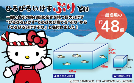 【先行予約】ひろびろいけす ぶり (フィレ・片身)1枚 ※2月発送 | ぶり 津久見市