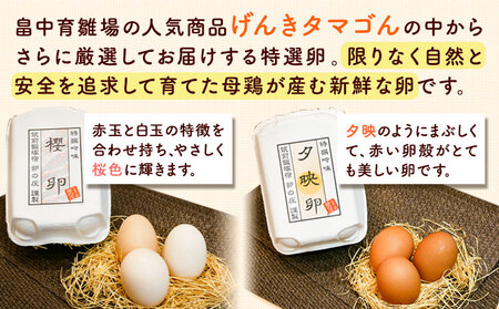 特選卵とカステラの詰め合わせA 《30日以内に出荷予定(土日祝除く)》福岡県   卵 カステラ かすてら 詰め合わせ  有限会社畠中育雛場