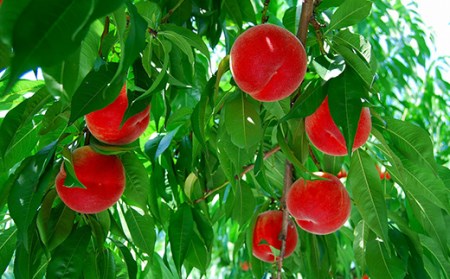 ≪2026年 先行予約≫ 8月旬の白桃 5kg 秀（20～22玉） もも モモ 桃 デザート フルーツ 果物 くだもの 果実 食品 山形県 FSY-1328