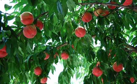 ≪2026年 先行予約≫ 9月旬の桃（白桃または黄桃）5kg 秀（小玉 20～22玉） もも モモ 桃 デザート フルーツ 果物 くだもの 果実 食品 山形県 FSY-1329