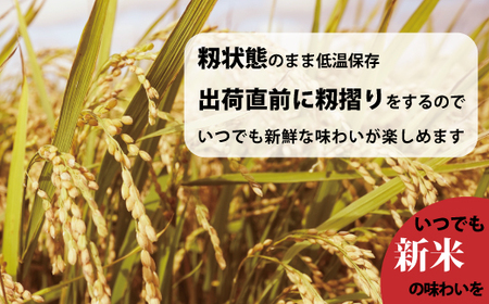 【令和7年産】無洗米 5kg ブランド米 令和7年産 むせんまい 籾貯蔵今摺米 きたくりん 北海道米 北海道 定期便アリ 米【A-025】