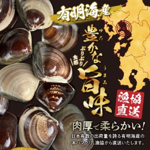 網田漁業協同組合 本ハマグリ 約1ｋｇ _U46-0025