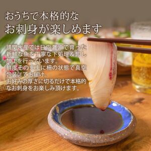 【北海道・離島配送不可】日向灘ぶりのお刺身(約400～550g)魚介 魚 旬 海鮮 ブリ 鰤 ぶり柵 刺身 しゃぶしゃぶ 冷蔵 宮崎県 門川町【UZ-03】【請関水産】