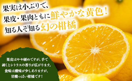 【先行受付】黄金柑 2.5kg 黄金柑 柑橘 ms-0044