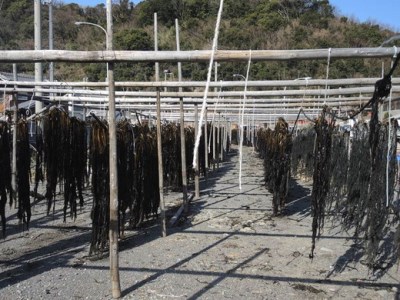 紀州衣奈産乾燥わかめ　150g×3パック(2026年産) ◆ 