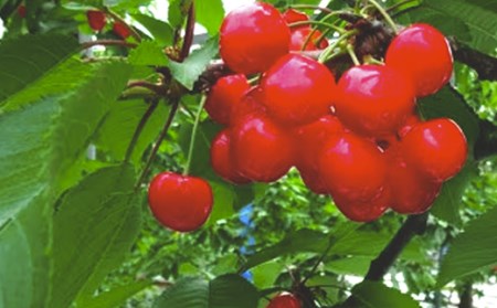 先行予約 さくらんぼ 佐藤錦 500g 秀 Lサイズ以上 令和8年産  kb-snkzx500