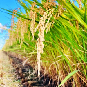 【令和7年産】ミルキークイーン 玄米 5kg 玄米といえば！茨城県産 ブランド米 [1668]