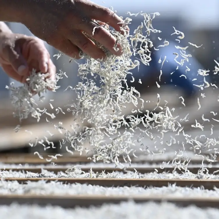 宮原水産　釜揚げしらす　500g（100g×5パック）ちりめんじゃこ じゃこ 釜揚げしらす 釜揚げ しらす 梅 魚介 魚介類 海 海鮮 海産物 詰め合わせ 加工品 お取り寄せ 送料無料 国産 国内産 日本 広島県 呉市 ku005-002-r