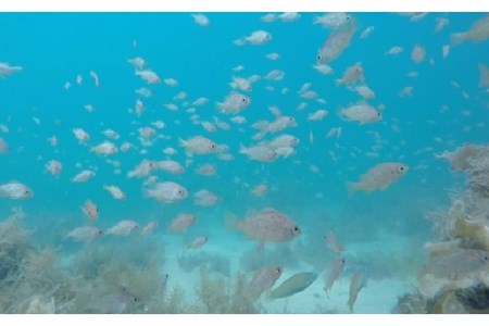 体験 ダイビングコース（1ダイブ）チケット 海 自然 写真撮影 思い出 初心者 アクティビティ マリンスポーツ ku017-001-r