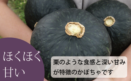 高評価★５！【2026年産先行受付】 かぼちゃ 北海道 10kg 甘い ホクホク 当麻町 阿部ファーム ダークホース カボチャ 南瓜 野菜 【AE-001】