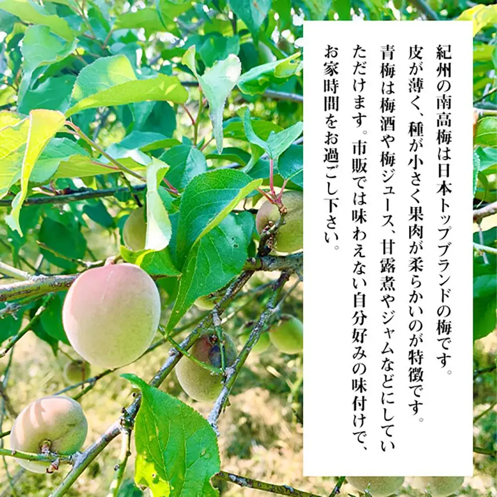 青梅 南高梅 3kg 秀品 サイズミックス  和歌山県産 A品 梅酒作り用 梅ジュース作り用