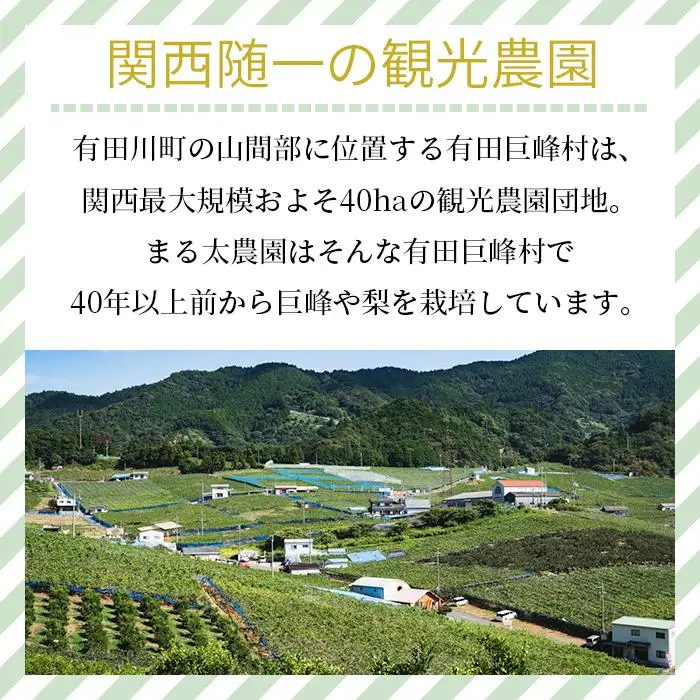 農家直送食べ頃をお届け！豊水梨　約４ｋｇ［2026年8月中旬以降順次発送］