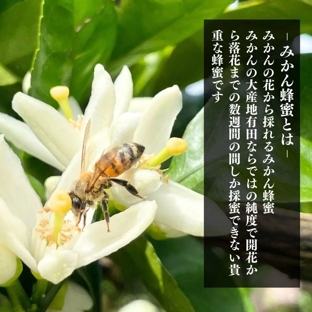 ありだみかん蜂蜜（570ｇ／化粧箱入り）