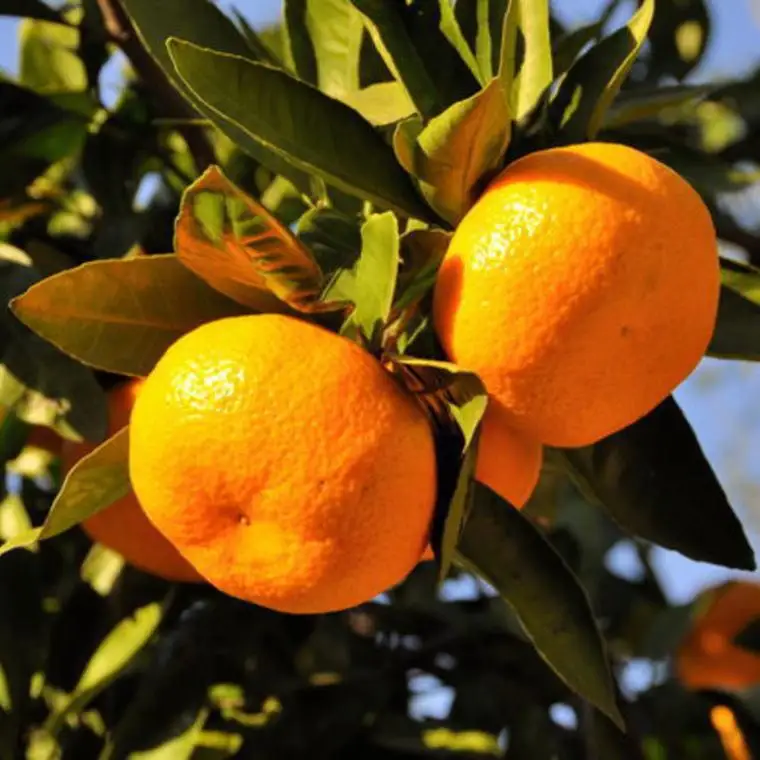 ［秀品]有田のブランド「賢みかん」10kg(Sサイズ)［2026年11月中旬頃より順次発送］