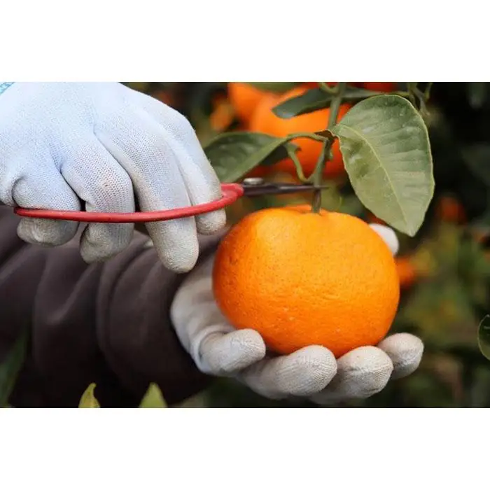 12/25までにご入金確認分は年内発送確定！きれいな温州みかん 寄贈用にお勧め 箱込み 5kg (Sサイズ指定)