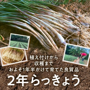 【 2026年先行予約 】奄美 の 島らっきょう 1kg A139-002 らっきょう 先行予約 先行受付 先行 予約 おつまみ 天ぷら 奄美産 野菜 POKAPUKA ふるさと納税 奄美市 おすすめ ランキング プレゼント ギフト