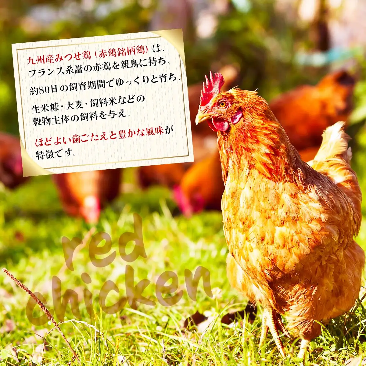 400g×4 みつせ鶏 丸ぶつ切り(バラ凍結) B-968