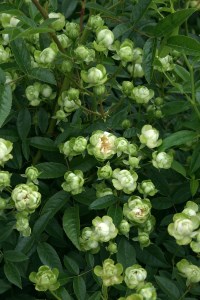 バラ苗鉢植え「エクレール」 [h190]