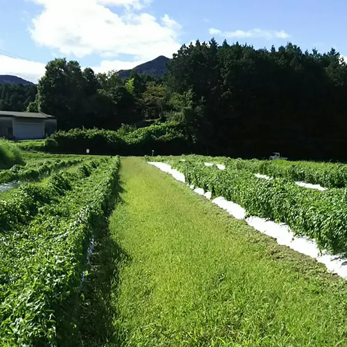Agrimottoの「自然薯」１kg