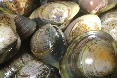 桑名はまぐり屋　蓄養はまぐり　3年?6年もの　1kg_蛤　ハマグリ　魚介　貝　魚貝　活はまぐり　焼きはま　海鮮　網焼き　酒蒸し　お吸い物　パエリア　パスタ　a*97